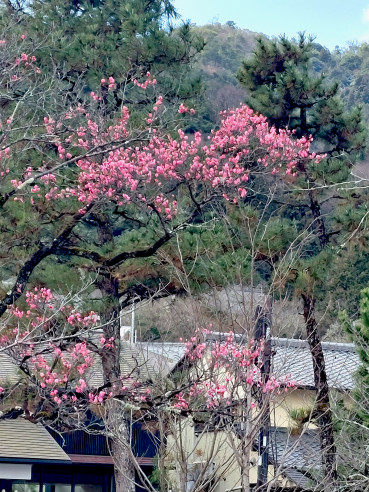 Arasijama